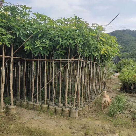普宁市芒果苗  保质保量 芒果树 3-4公分 价格详情咨询