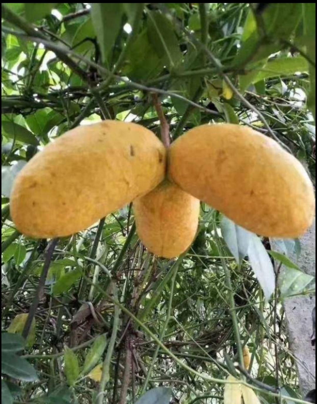 野生九月瓜芽藤苞牛软坨现货发售