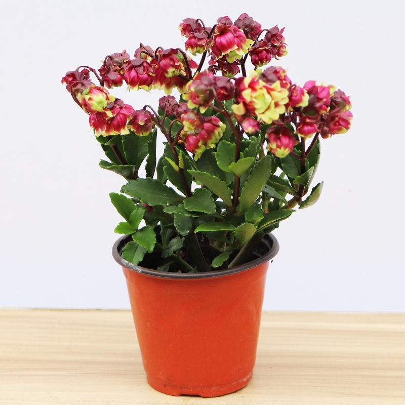 宁海县重瓣宫灯长寿花盆栽带花灯笼花四季开花重瓣宫灯花苗阳台客厅窗台