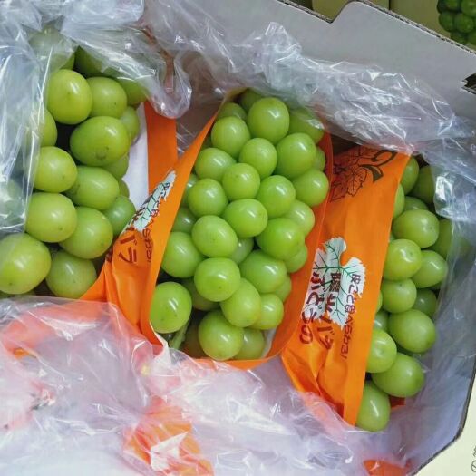 晋州市 精品阳光玫瑰葡萄