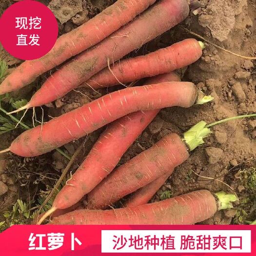 大荔县秤杆红萝卜  红萝卜