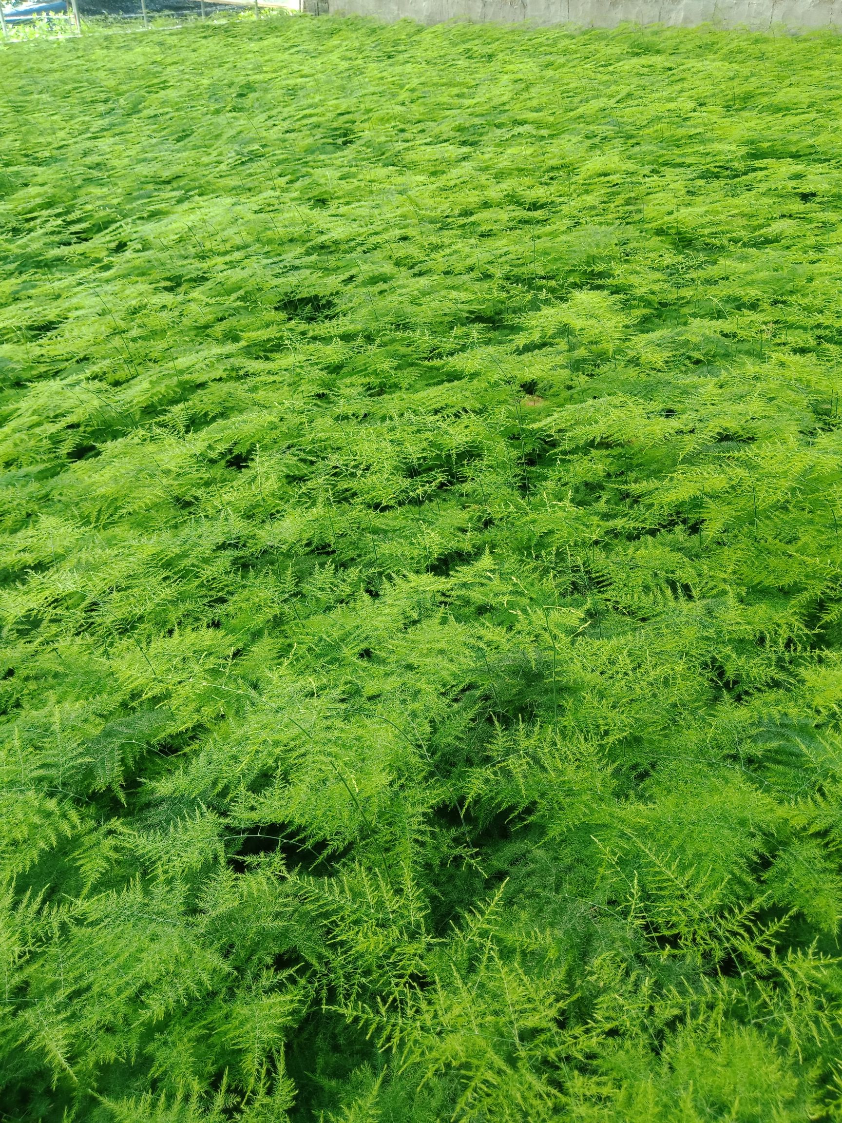 文竹盆栽植物室内净化空气办公室绿植花卉盆栽盆景四季常青小盆栽