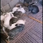 来宾比利时兔  大量供应肉兔有淘汰兔有商品兔有满月兔