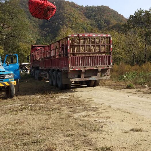 南召县 18公分玉兰 红玉兰  白玉兰 玉兰批发