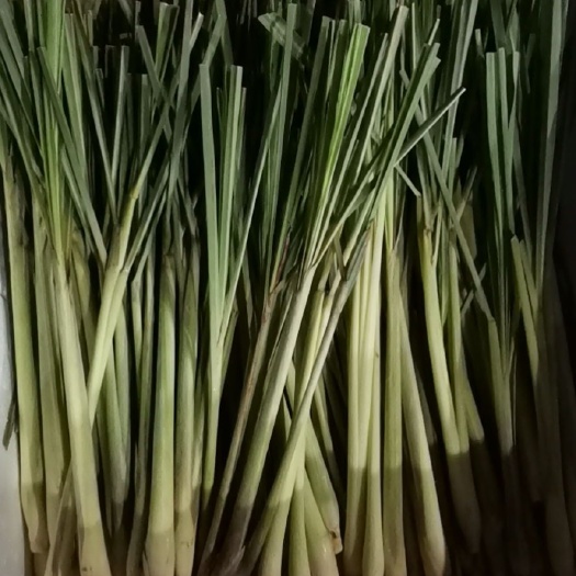 广州 香茅草急需处理五亩