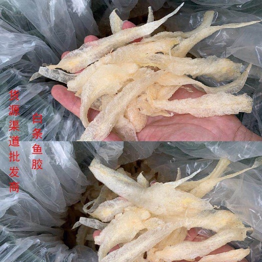 湛江大量批发花胶鱼胶 小龙胶仔 鱼胶花胶白胶条淡水发油炸