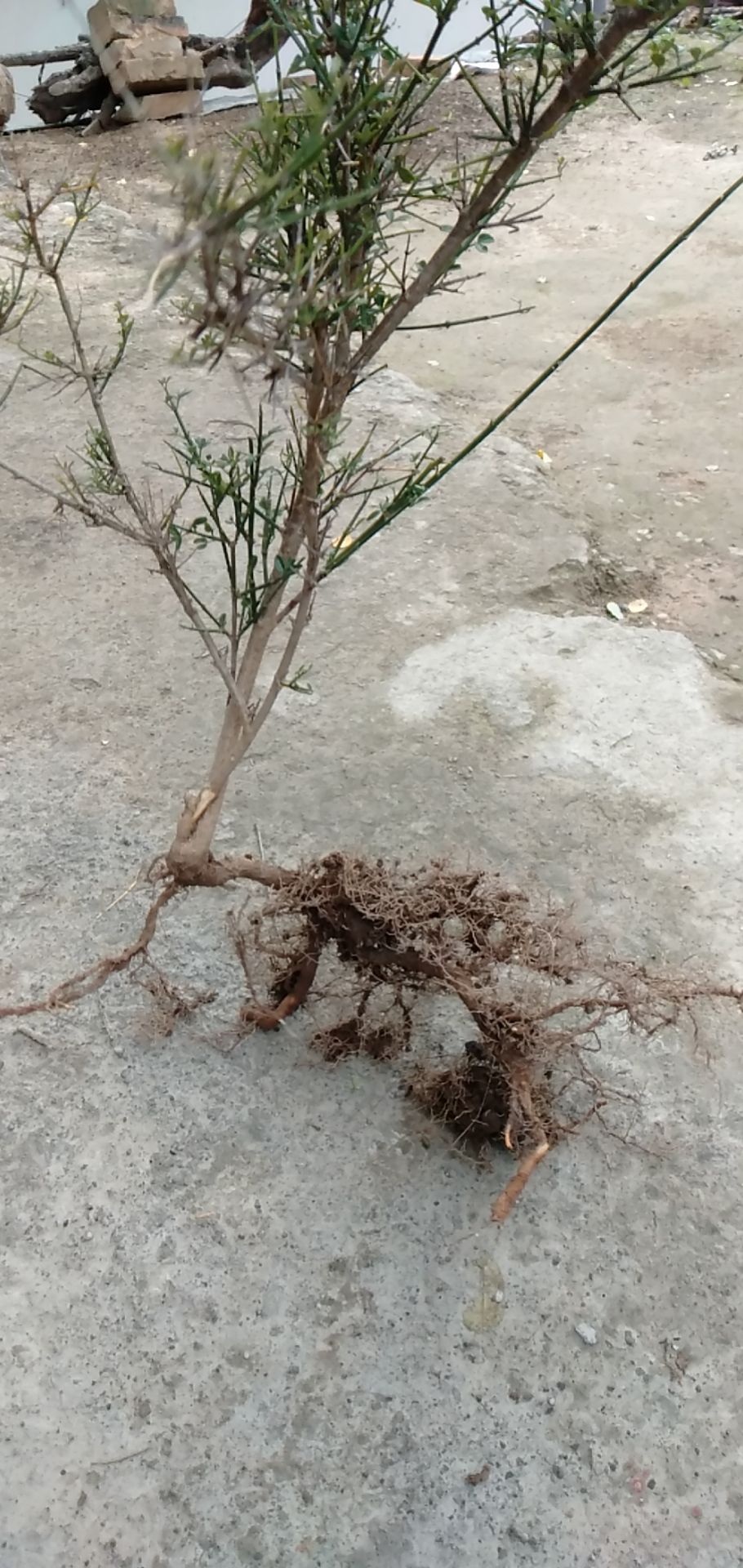 迎春花无人工培育，大山里自然生长的迎春花，