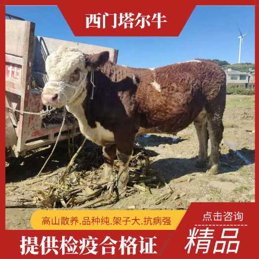 威宁县肉牛  西门塔尔 西门塔尔 品种纯架子大 抗病能力强 常年供货 。