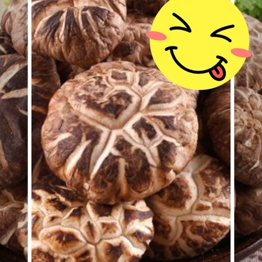 绩溪县茶树菇  大山椴木野生香菇属野外自然生长