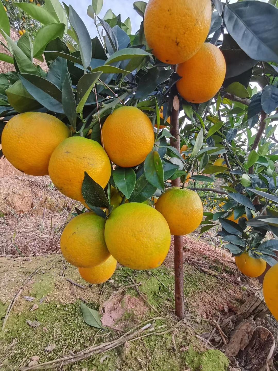 好脐橙，赣南造，江西兴国赣南脐橙。11月10开园采摘，