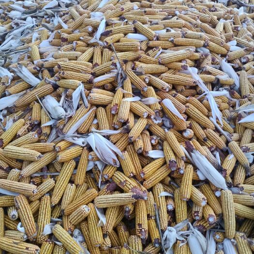 桦南县玉米秸秆 玉米