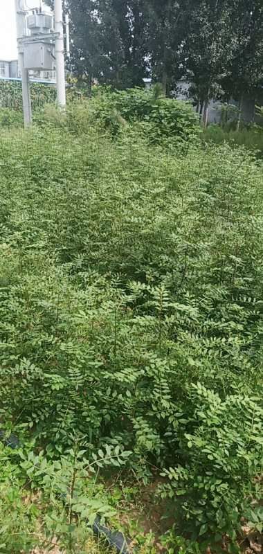 新泰市大红袍花椒苗 大红袍