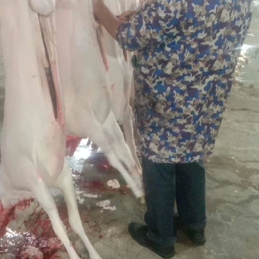 重庆市羊肉类  羊肉批发零售