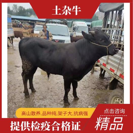 威宁县杂交牛  土杂黄牛 ，土杂黄牛 纯属农户散养 黄牛都犊常年供货