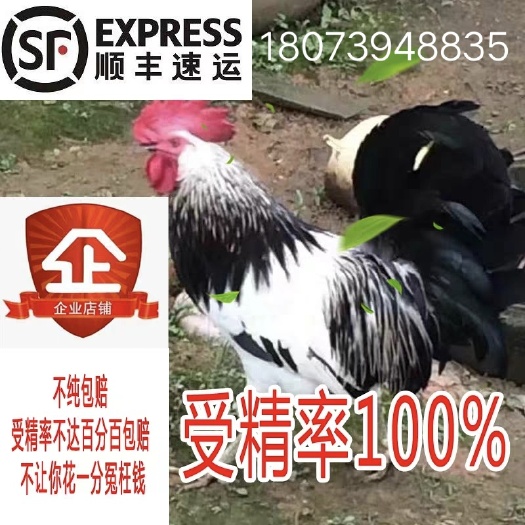 邵阳县土鸡蛋  鹊山鸡种蛋可孵化包受精率纯种