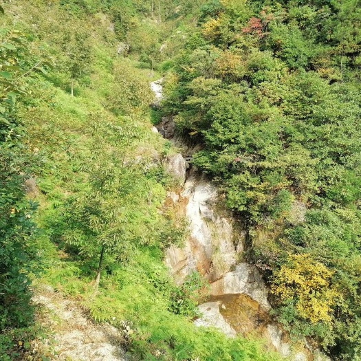 绩溪县临安山核桃  安徽绩溪山核桃