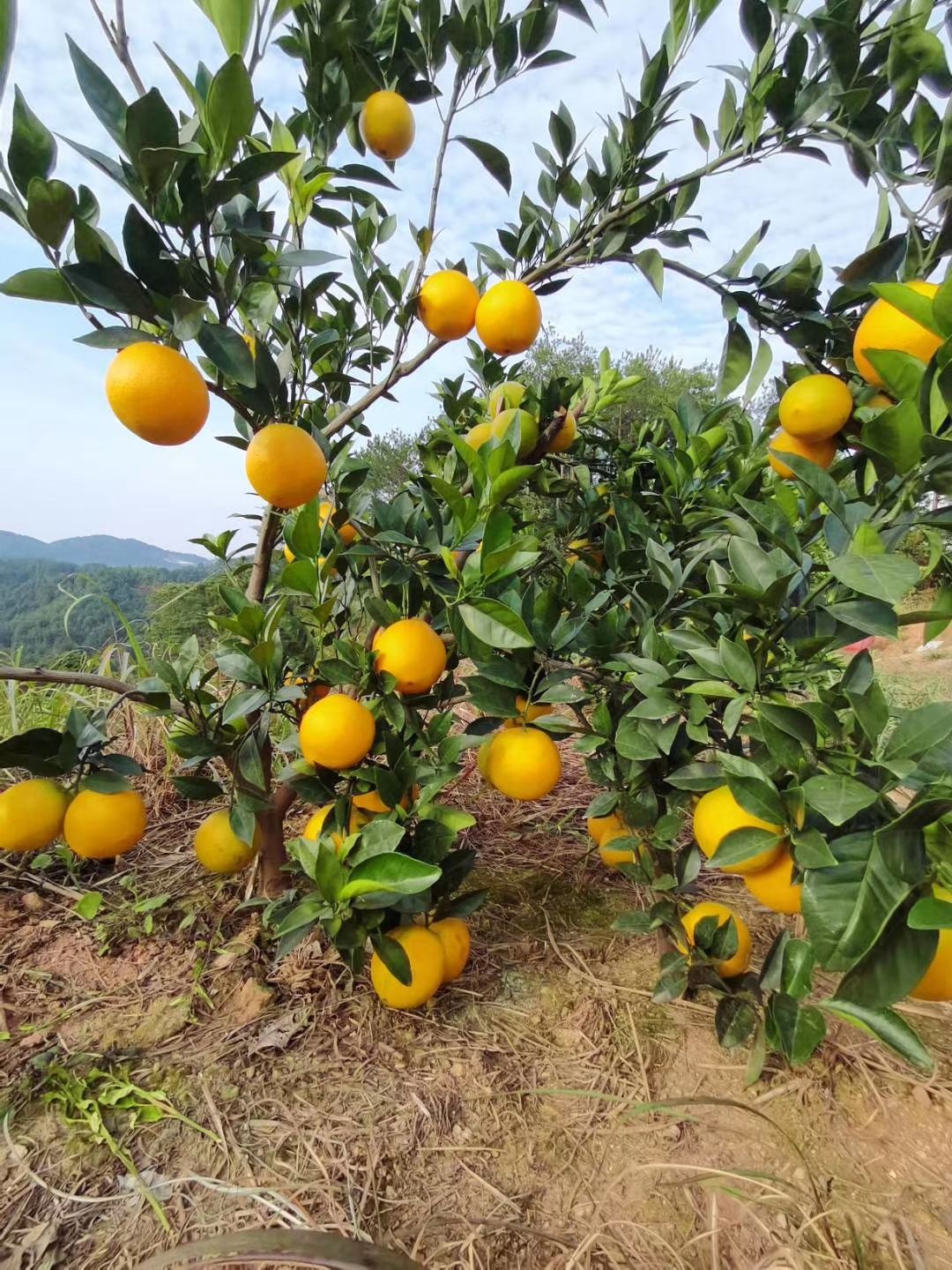好脐橙，赣南造，江西兴国赣南脐橙。11月10开园采摘，