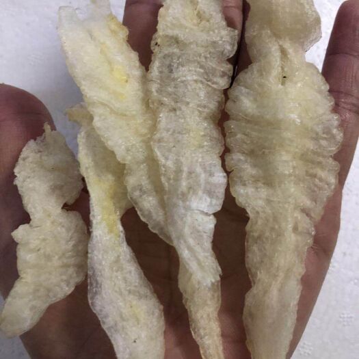 湛江货源渠道批发商133白条鱼胶5652巴沙鱼胶7076尖尾花胶