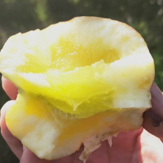 昭通冰糖心苹果  丑丑的外表甜甜的心