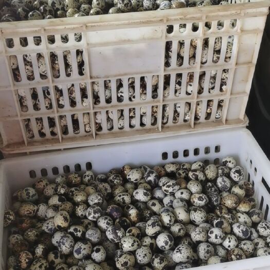 新野县白羽鹌鹑蛋  30斤一箱