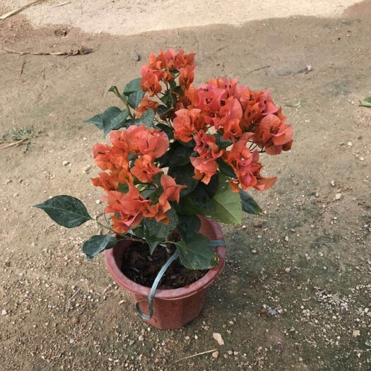 漳州橙红三角梅 绿叶橙小红盆三角梅，也叫橙红或者金黄三角梅