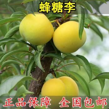平邑县蜂糖李树苗 