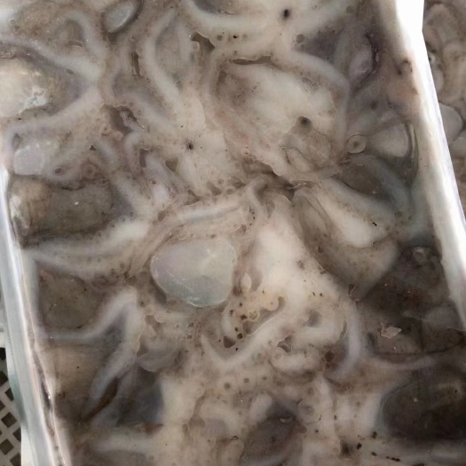 莱州市章鱼 八爪鱼，干冰无水
