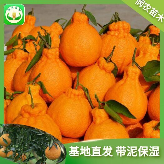 平邑县不知火苗  嫁接不知火柑桔果树苗，南北方种植庭院种植盆栽地栽，当年结果