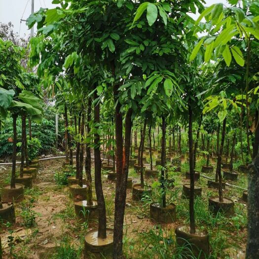 漳州农户直销地径1—10公分普通龙眼苗实生苗占地工程绿化用苗