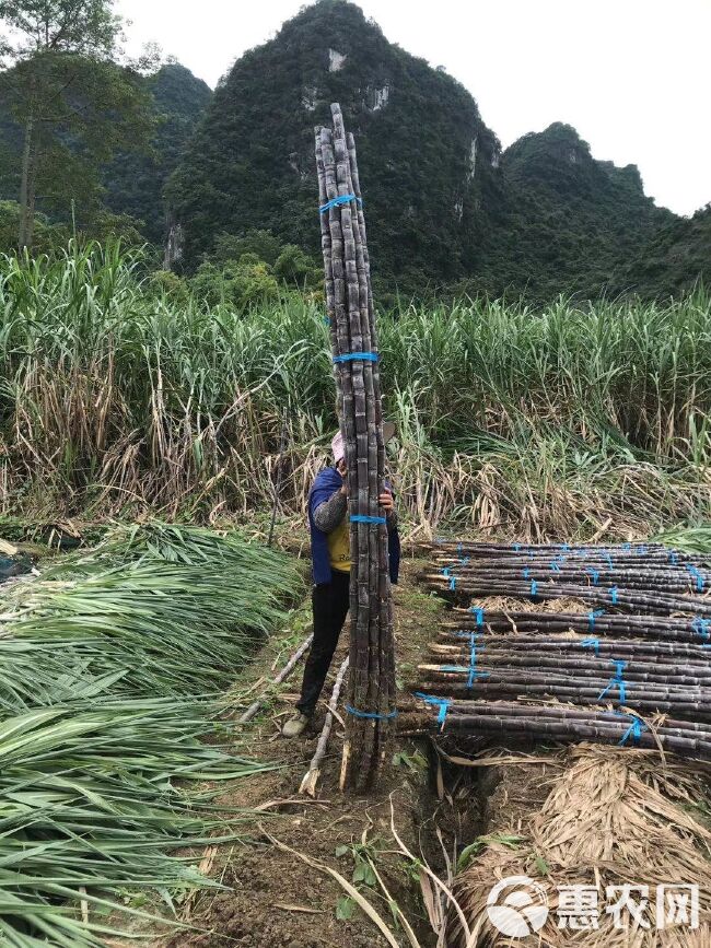 优选黑皮甘蔗，质量保证！包甜！有便宜的回头车！诚信经营