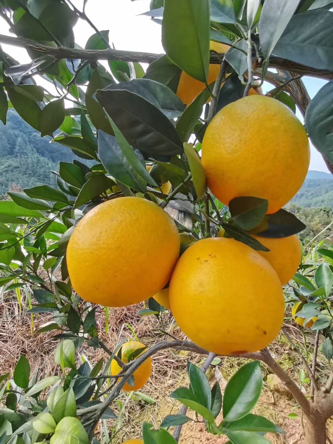 好脐橙，赣南造，江西兴国赣南脐橙。11月10开园采摘，