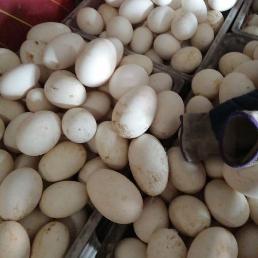 滑县鲜鹅蛋 食用 箱装 