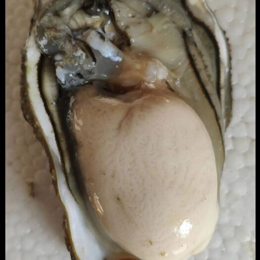 诏安县牡蛎  自家养殖生蚝福建乳山生蚝蚝头蚝肉蚝干走鲜，壳薄肉多。三倍体