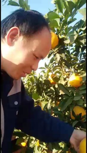 信丰县橙子  江西赣南脐橙新鲜多汁超甜但季皮溥信丰脐橙