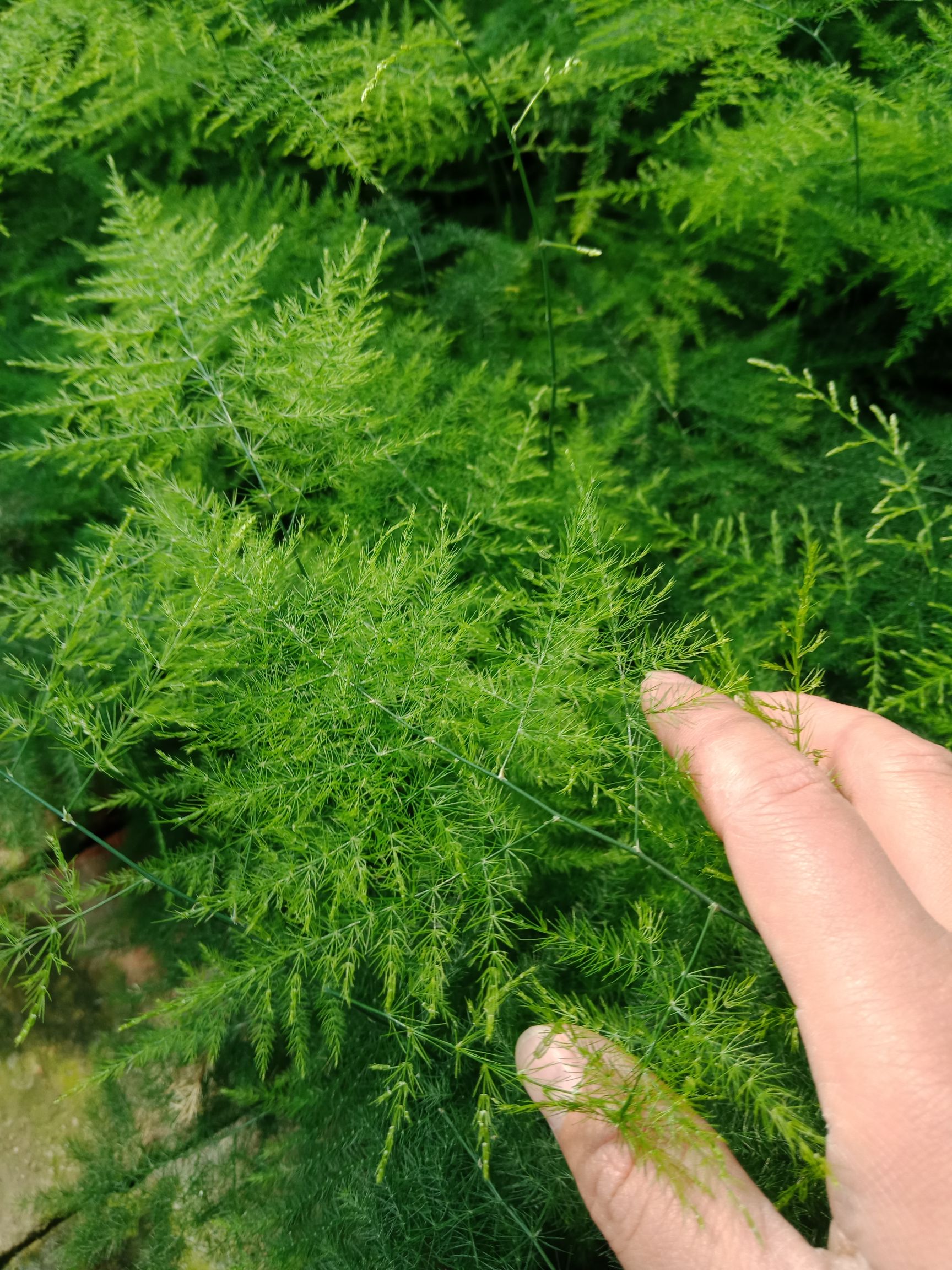 文竹盆栽植物室内净化空气办公室绿植花卉盆栽盆景四季常青小盆栽