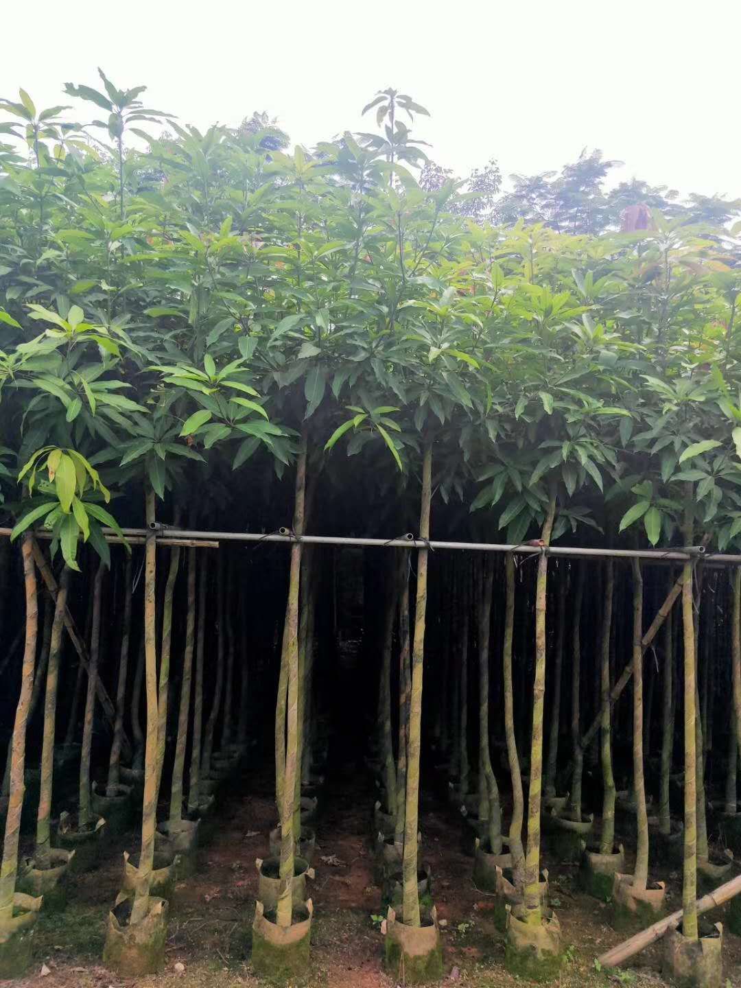 芒果苗  保质保量 芒果树 3-4公分 价格详情咨询