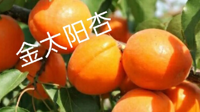 苍溪县金太阳杏树苗  金太阳杏嫁接苗品种纯正成活率高基地现挖保湿发货送生根粉