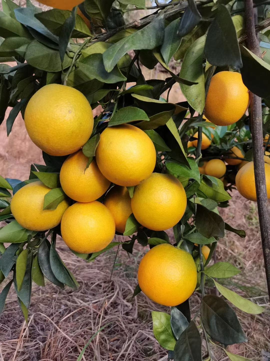 好脐橙，赣南造，江西兴国赣南脐橙。11月10开园采摘，