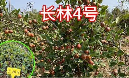 丰城市油茶树苗  两年生裸根苗，长林系列