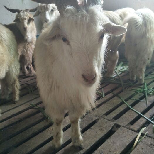 肇庆山羊  阉公，成数高，杀完还有6成肉