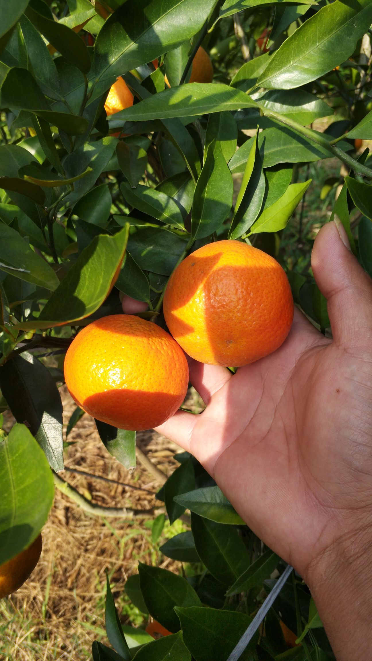 东方红桔 象州东方红   大量上市