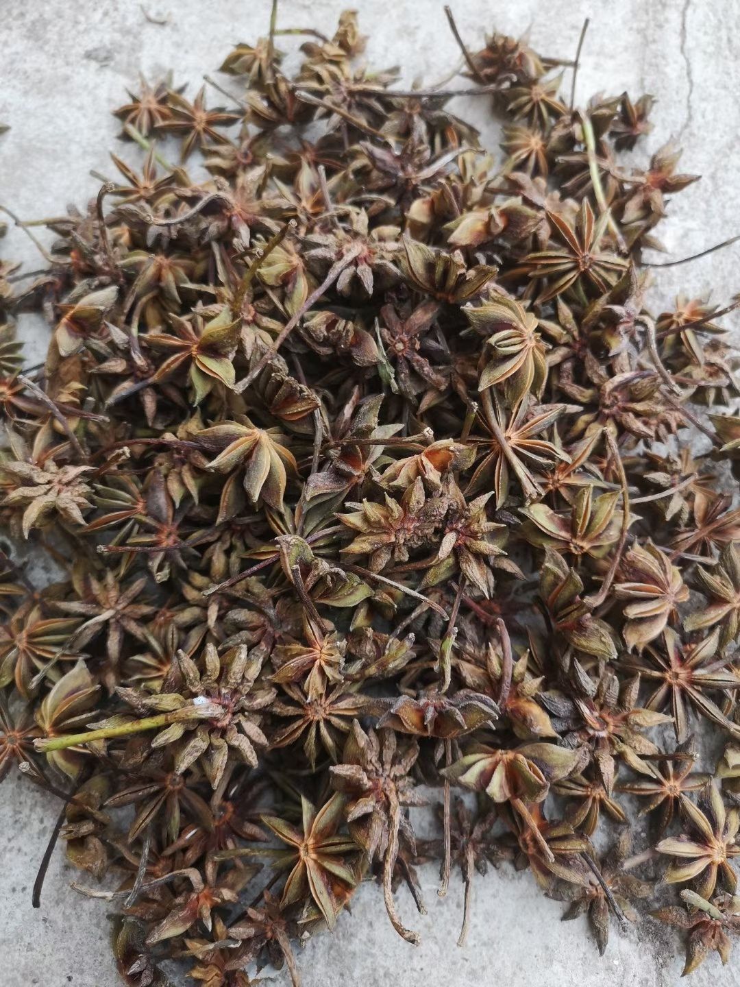 新大红八角干枝果