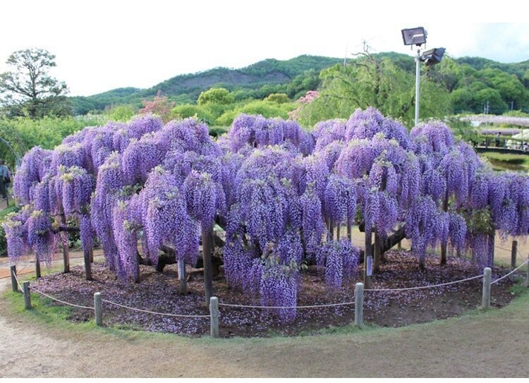 多花紫藤苗盆栽地栽適合南北方種植現挖保溼發貨