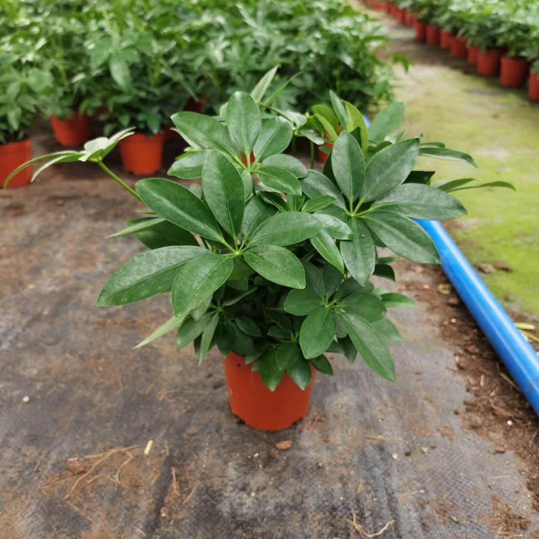 鸭脚木盆栽植物室内花卉四季常青八方来财七叶莲招财发财树盆景苗