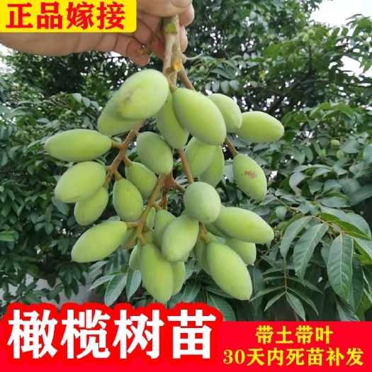 灵山县青橄榄苗  水果甜橄榄苗树苗嫁接苗青榄黑榄正宗