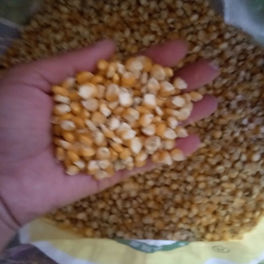 钦州玉米湿粮 玉米颗粒