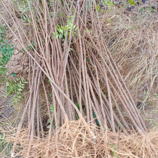 绛县文冠果树苗  文冠果苗，新型油料作物，2年开始结果子，亩产量