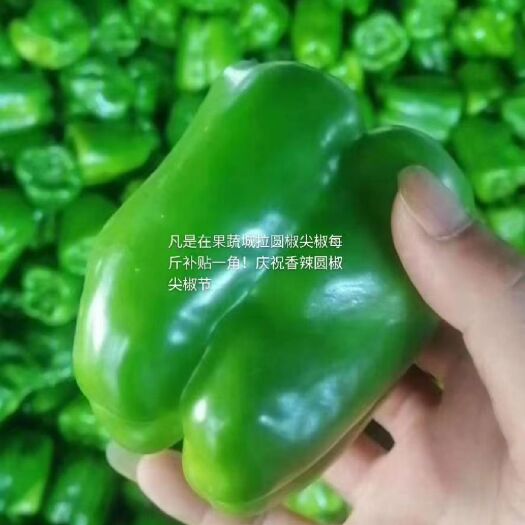 内黄县圆椒