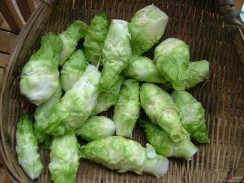浏阳市金娃娃儿菜 抱子芥
