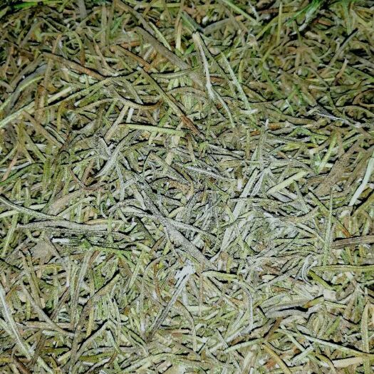 德阳中药材迷迭香  小叶迷迭香，千亩大基地。量大从优，长期合作。